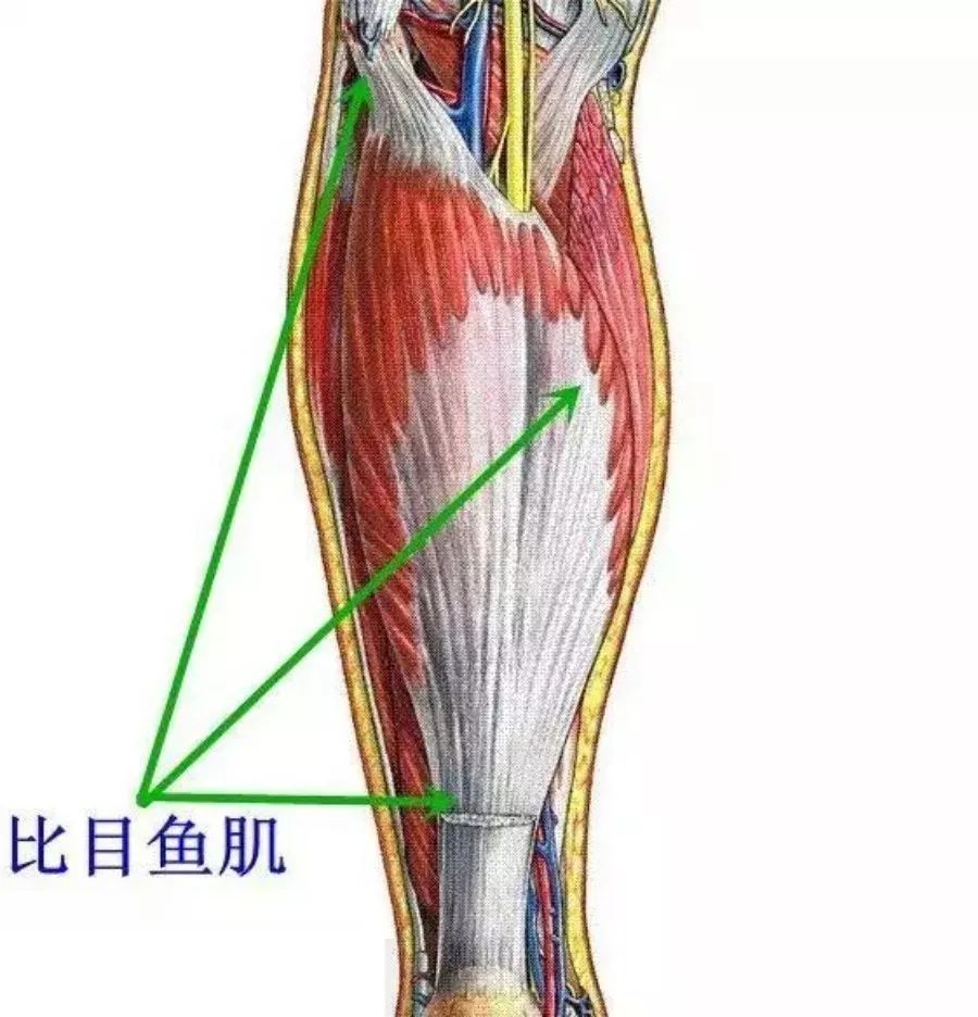 比目鱼肌也属于小腿后群浅层肌肉,但位置比较深,因其形状酷似比目鱼而