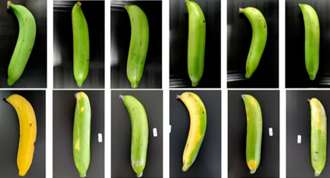 ​走向可循环的生物经济：菠萝茎淀粉膜作为果蔬保护膜的探索