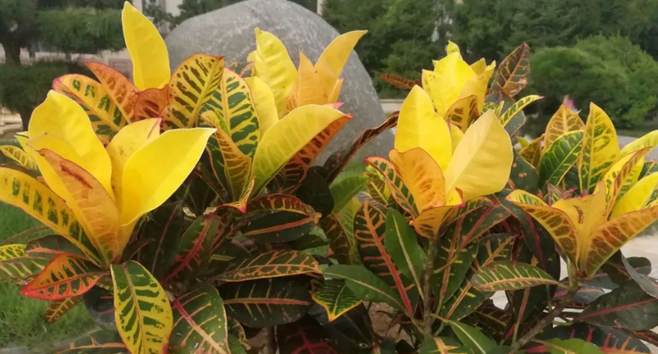 物语之外来物种--变叶木（Codiaeum variegatum）