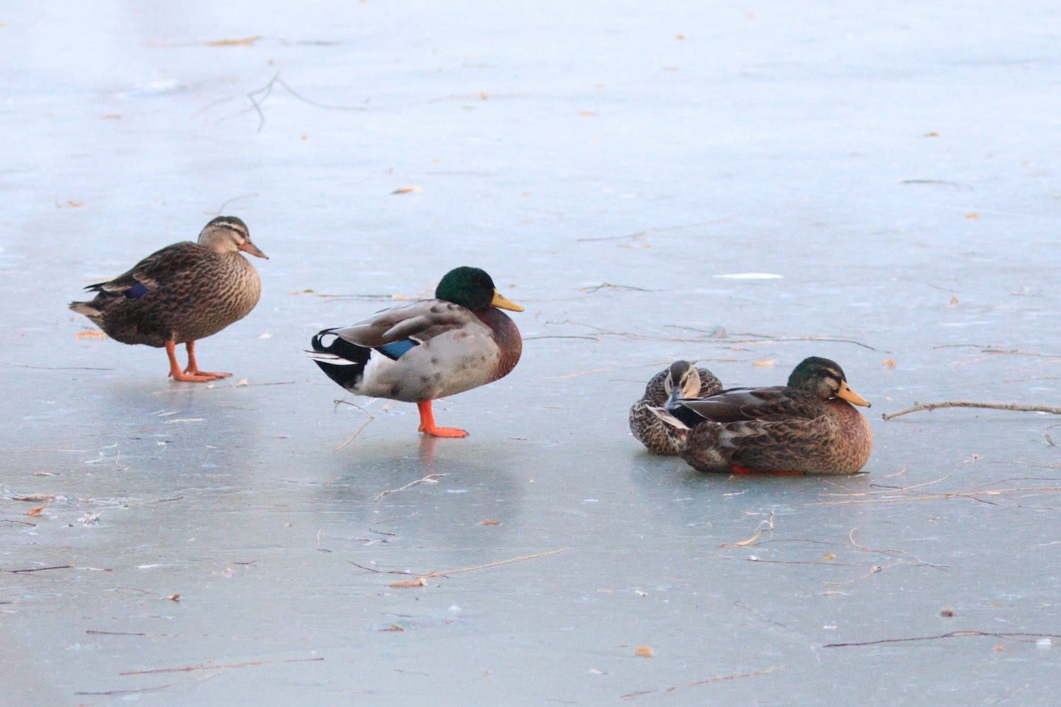 大冬天的,野鸭冰上行走怎么不怕冻脚丫?