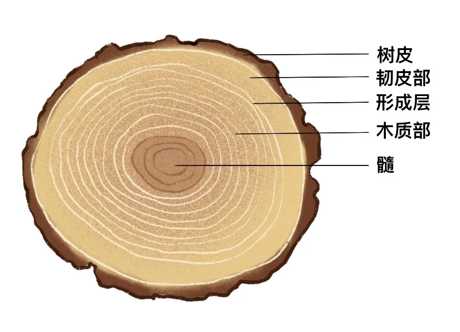 植树节丨参天大树真的能“上天”？树木究竟能长多高？：科普中国