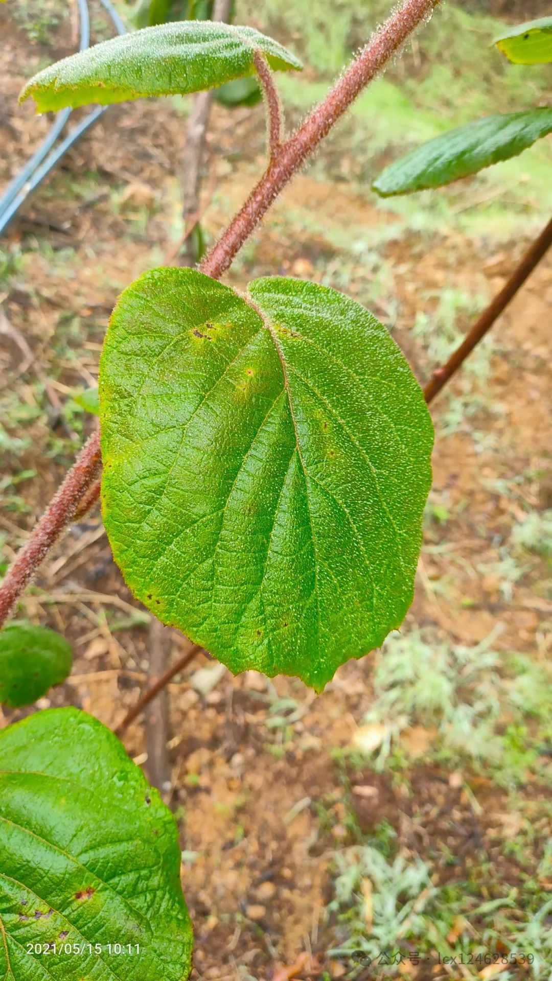 actinidia chinensis图片