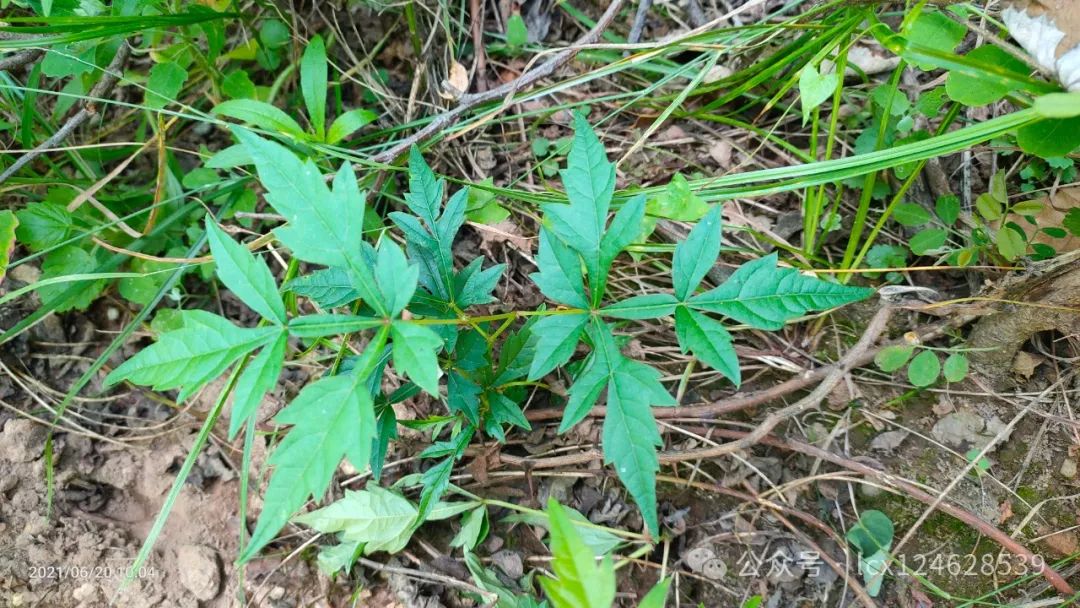 物语之白蔹（Ampelopsis japonica）- · 科普中国网