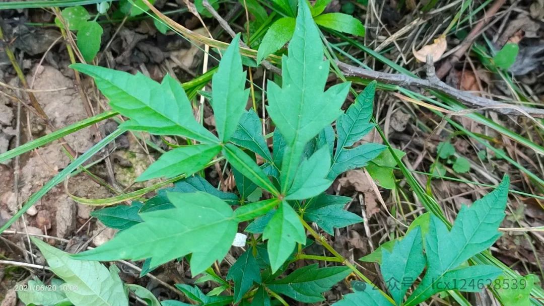 物语之白蔹（Ampelopsis japonica）- · 科普中国网