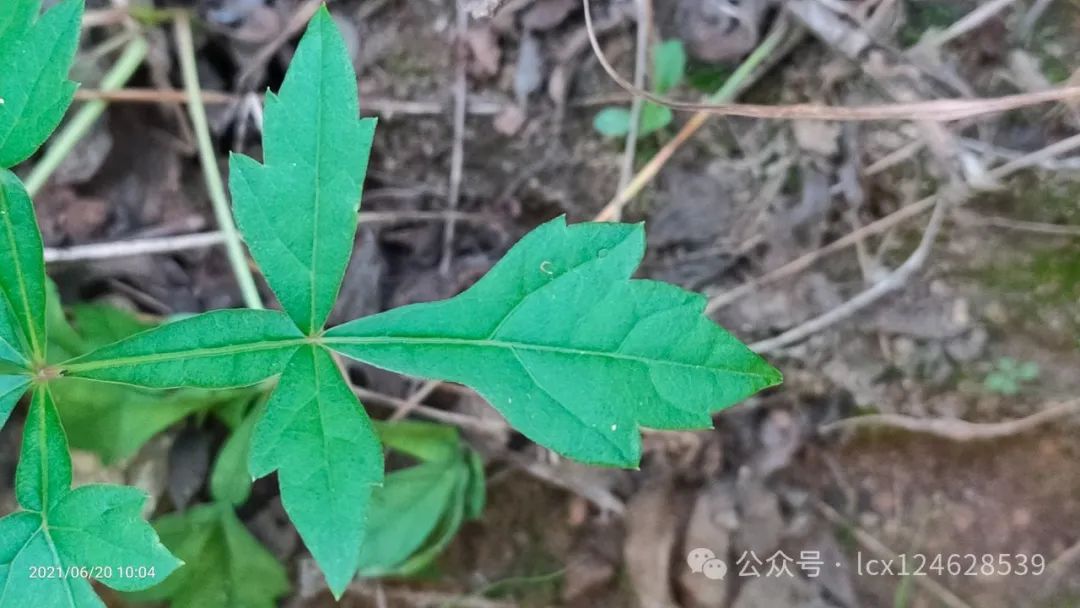 物语之白蔹（Ampelopsis japonica）- · 科普中国网