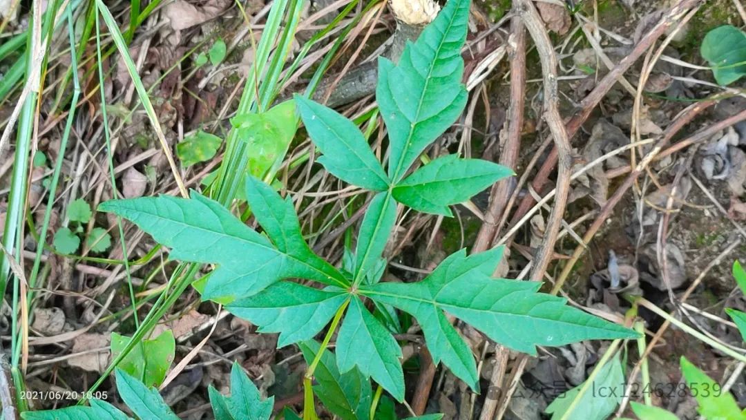 物语之白蔹（Ampelopsis japonica）- · 科普中国网