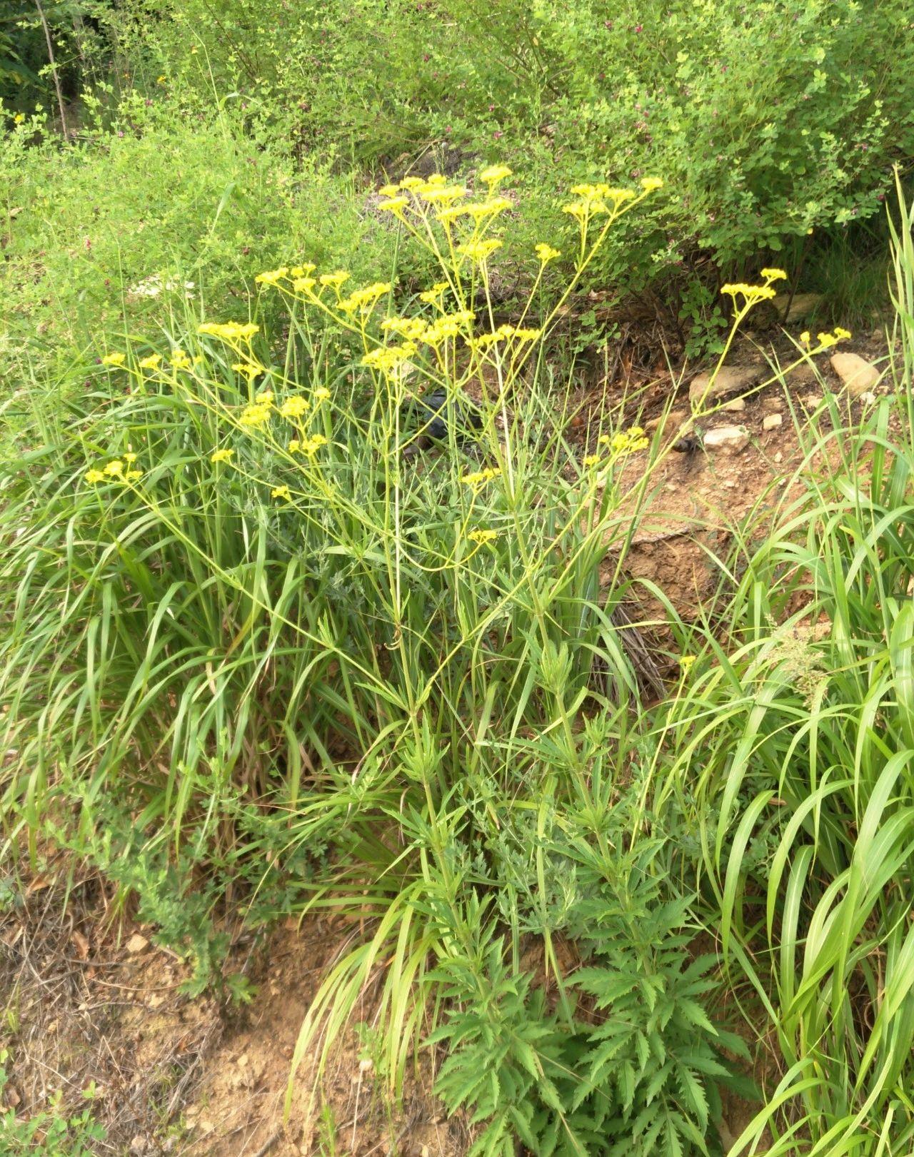 物语之岩败酱 (Patrinia rupestris)- · 科普中国网