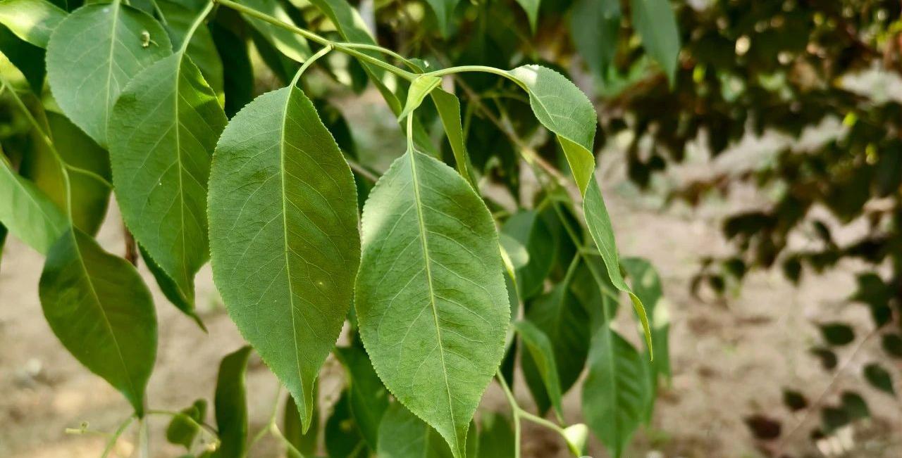 物语之白杜（Euonymus maackii）- · 科普中国网