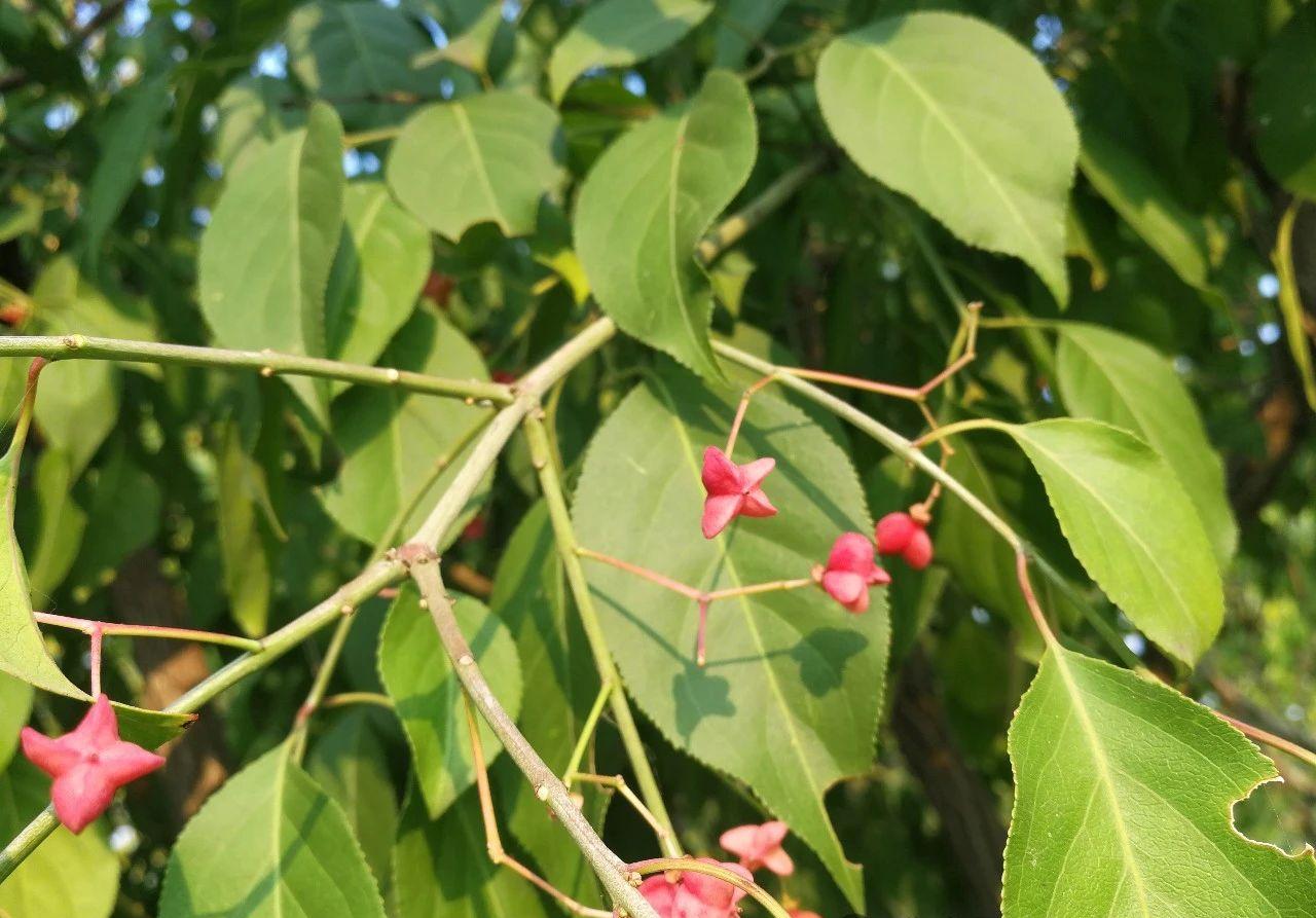 物语之白杜（Euonymus maackii）- · 科普中国网