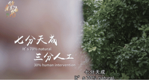 看鉴海南丨木头也会“说话”？解锁海南黄花梨的“蜕变密码”