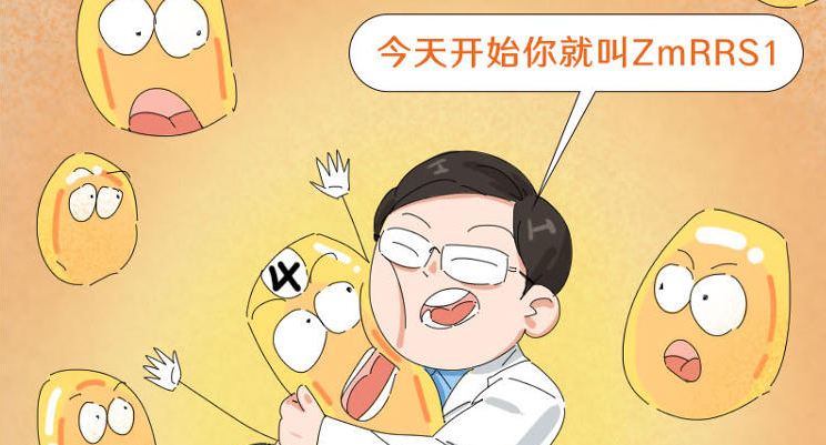 免疫升级，这个基因让玉米防御指数up up！
