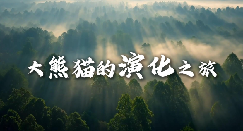 从800万年前的“小个子”到如今的“胖达”，大熊猫到底经历了什么？