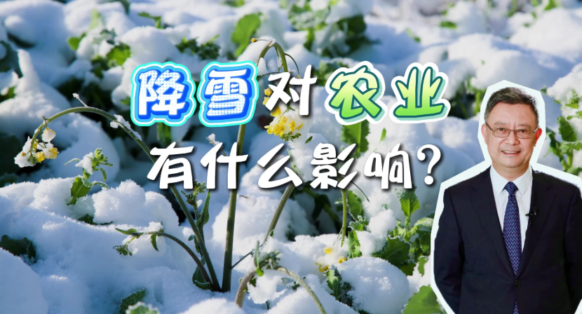 农谚“瑞雪兆丰年”有什么科学依据？降雪对农业有什么影响？