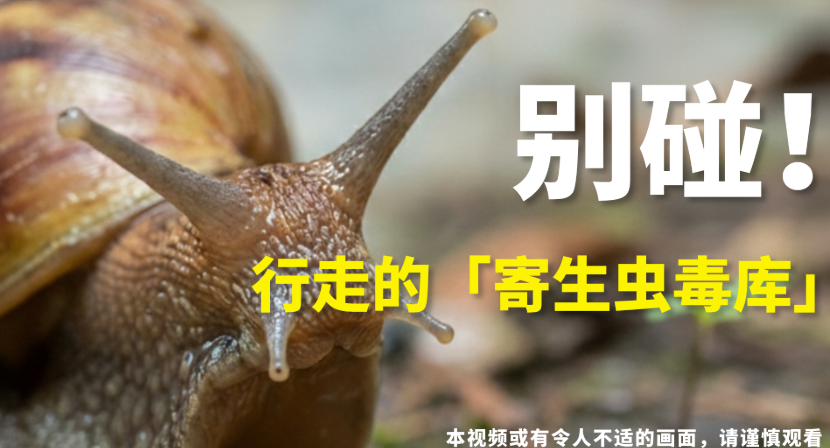 非洲大蜗牛，危险的萌宠 ｜生物调查局 02
