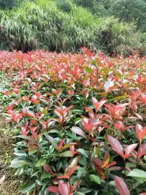 红叶石楠（蔷薇科石楠属植物）- · 科普中国网