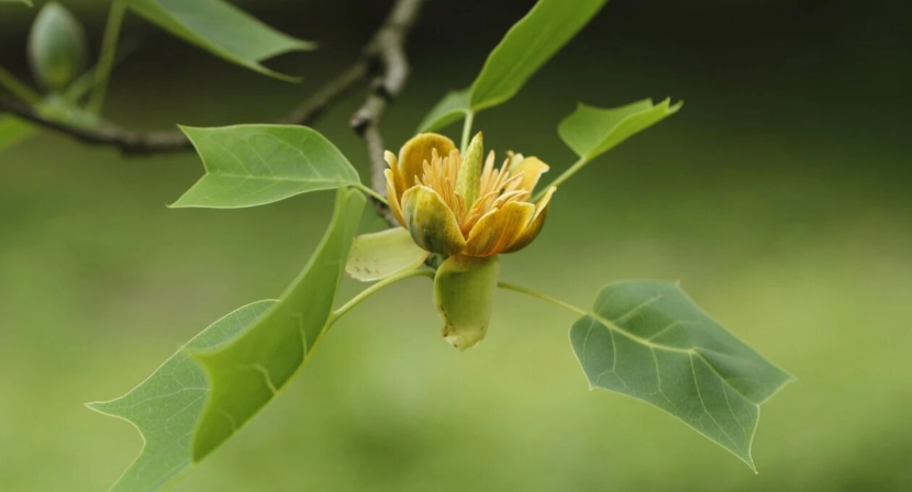植物界“马姓显眼包” ，来报到~