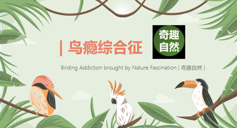 敢抢叫就是“谋反”？研究揭露鸡圈的“职场潜规则”