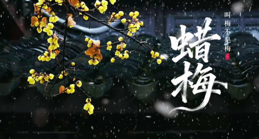 蜡梅叫“梅”不是梅