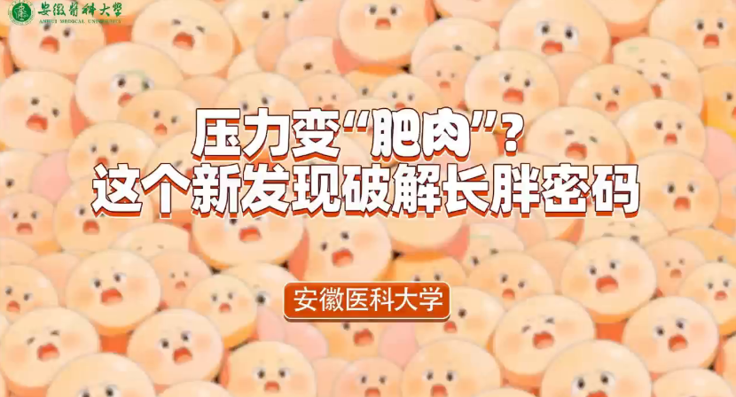 压力变“肥肉”？这个新发现破解长胖密码