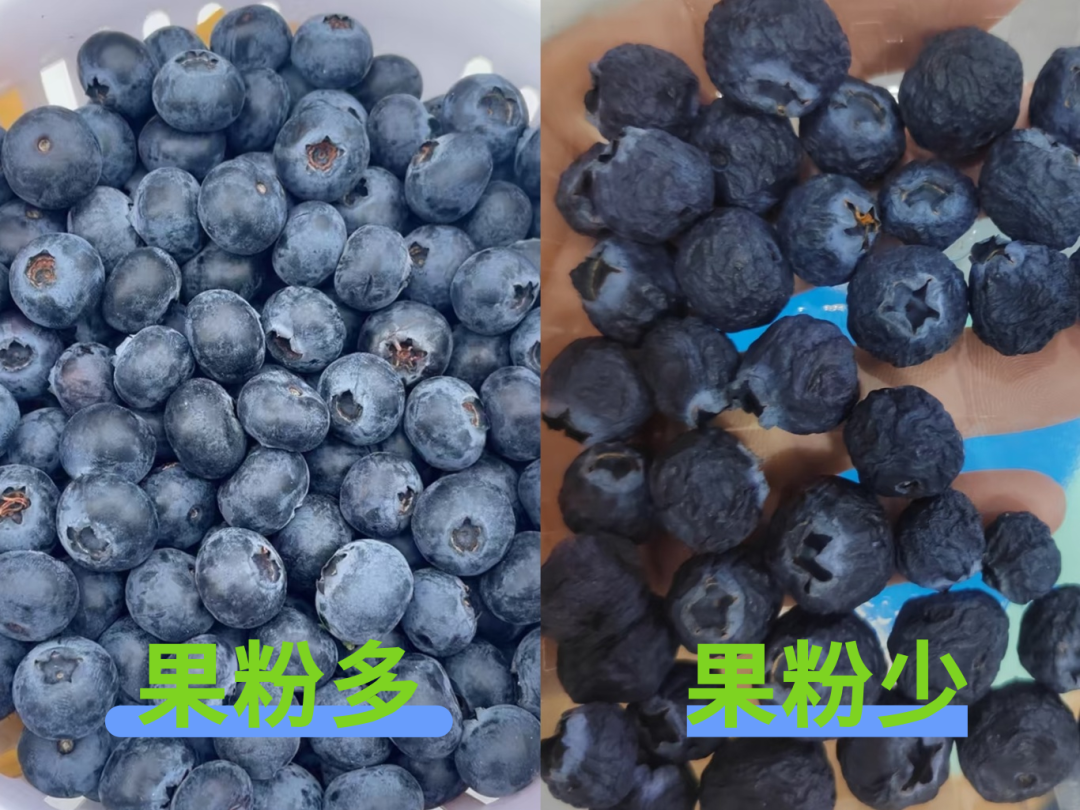 图片[6]-科普中国:不建议买超大蓝莓-健蓝膳吾