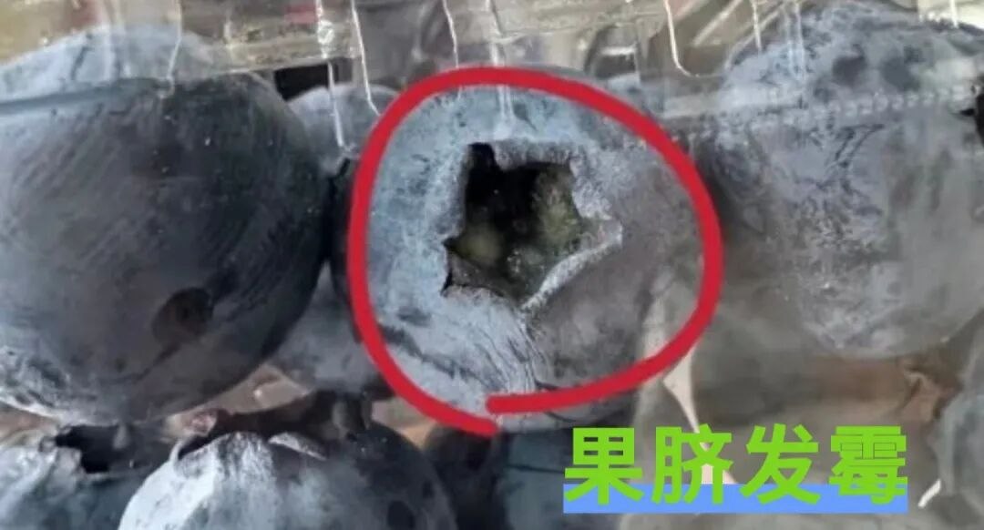 图片[7]-科普中国:不建议买超大蓝莓-健蓝膳吾
