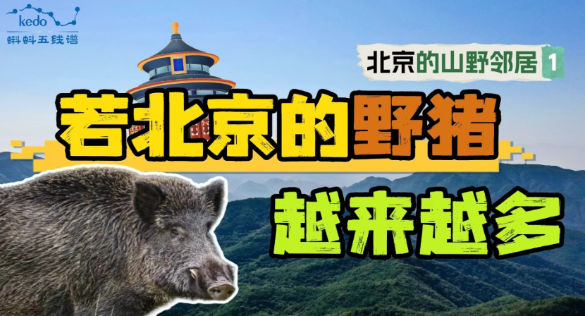 【北京山野的邻居们】北京山林野猪们的真实生活，是啥样？