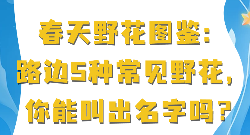 春天野花图鉴：路边5种常见野花，你能叫出名字吗？