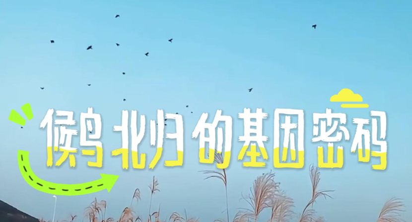 候鸟北归的基因密码