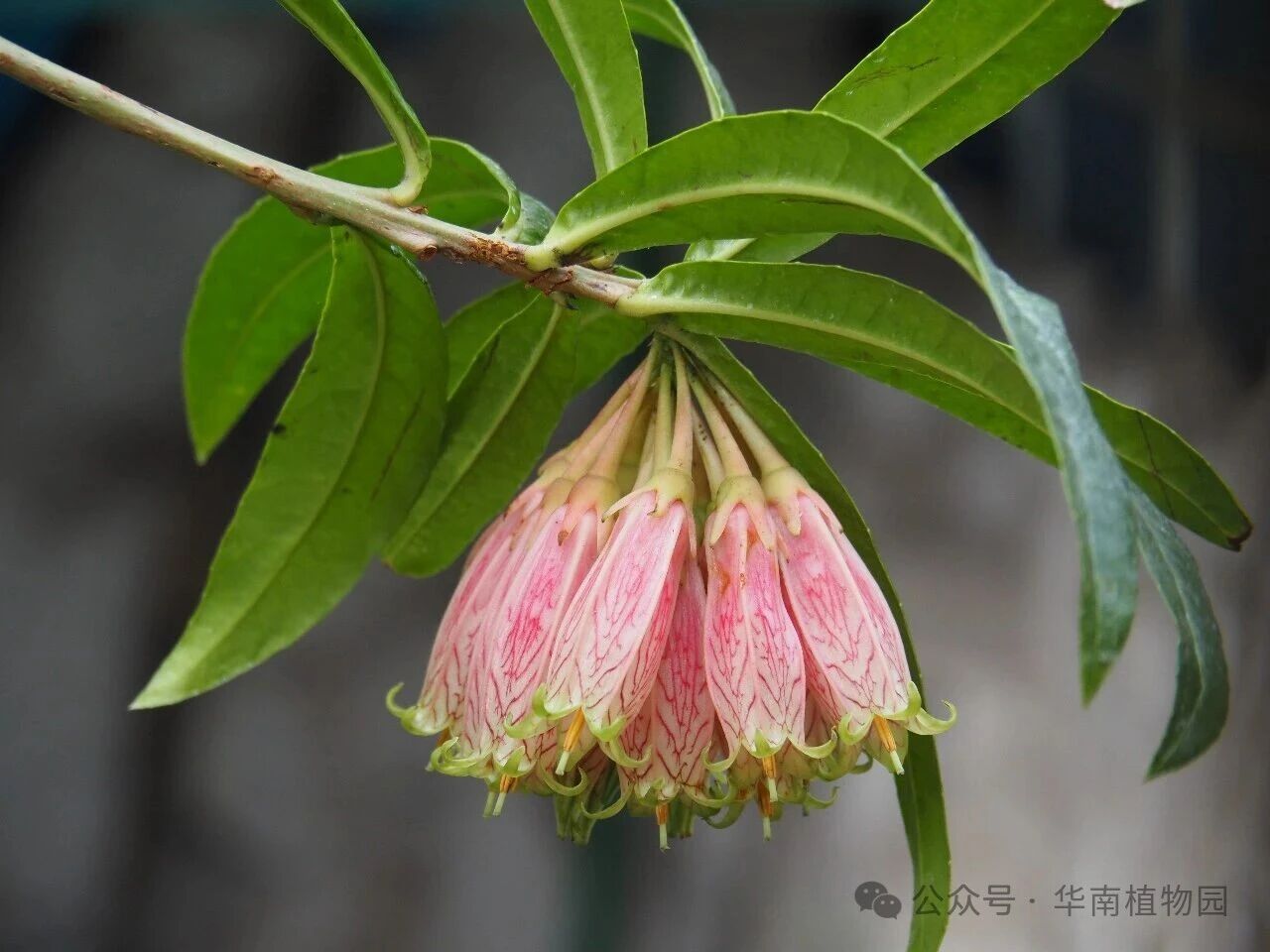 缅甸树萝卜&mdash;&mdash;不是萝卜，而是树上的&ldquo;花仙子&rdquo;