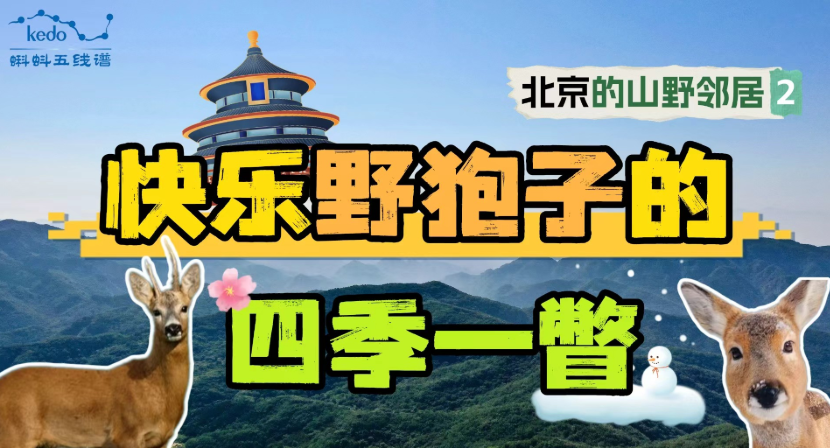 【北京山野的邻居们】你以为“傻狍子”真的傻？