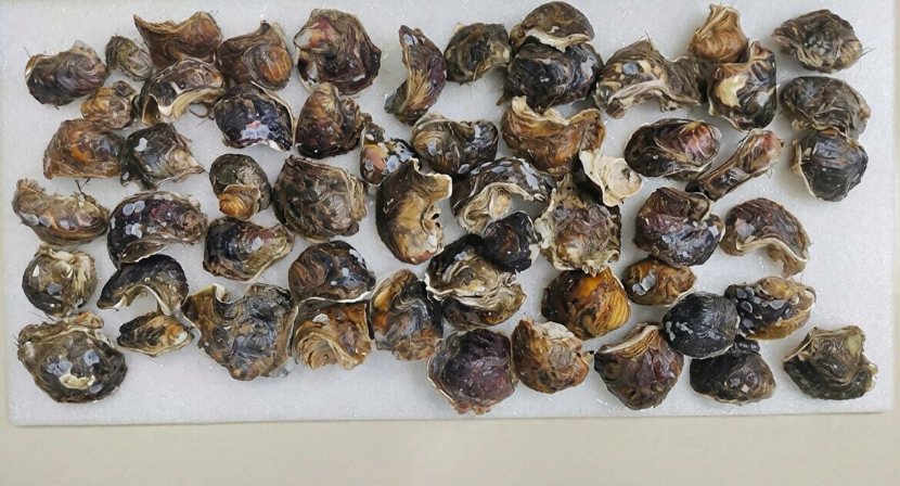 想吃得靠运气？这种奶油香牡蛎，被浙江科学家“驯服”