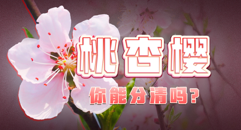 春天公园三大“撞脸怪”：桃花杏花樱花怎么分？
