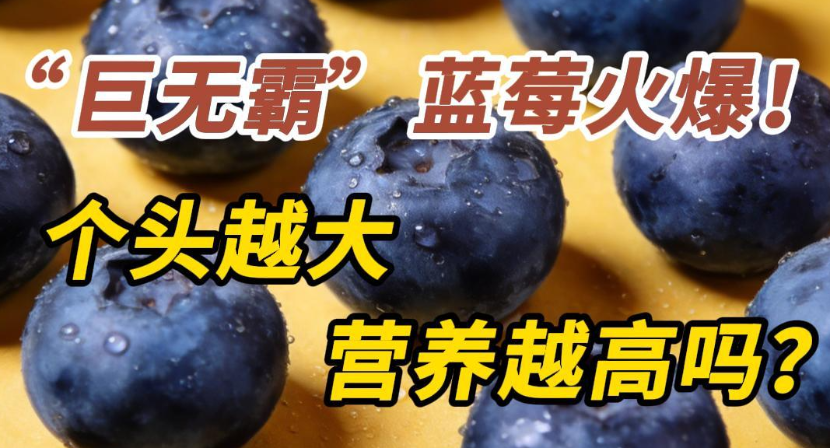 “巨无霸”蓝莓火爆！但个头越大营养越高吗？