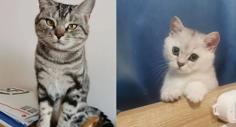 撸猫的真相：你居然被猫拿捏住了？