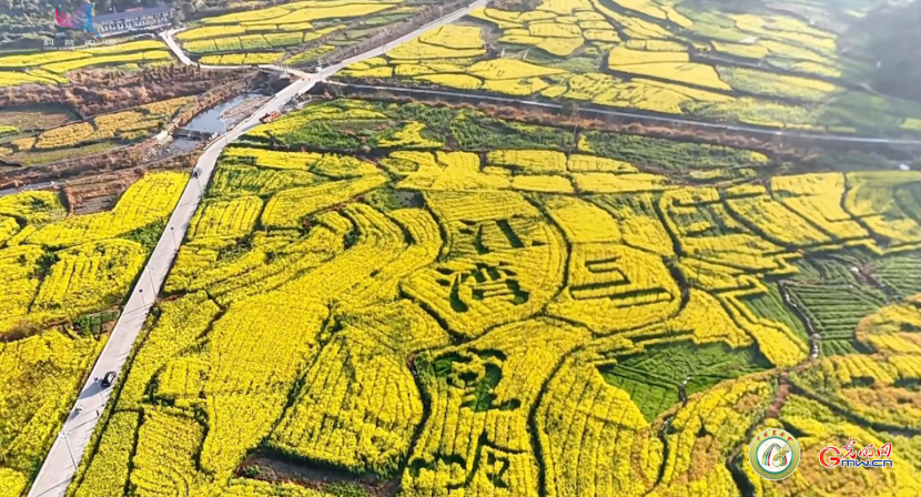 不止是花海！一朵油菜花如何点亮“致富路”