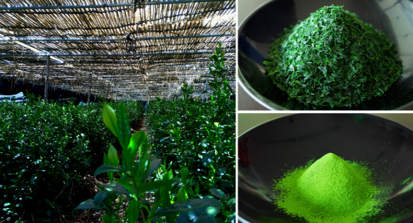 茶科普 | 何为“碾茶”？它和抹茶是什么关系？
