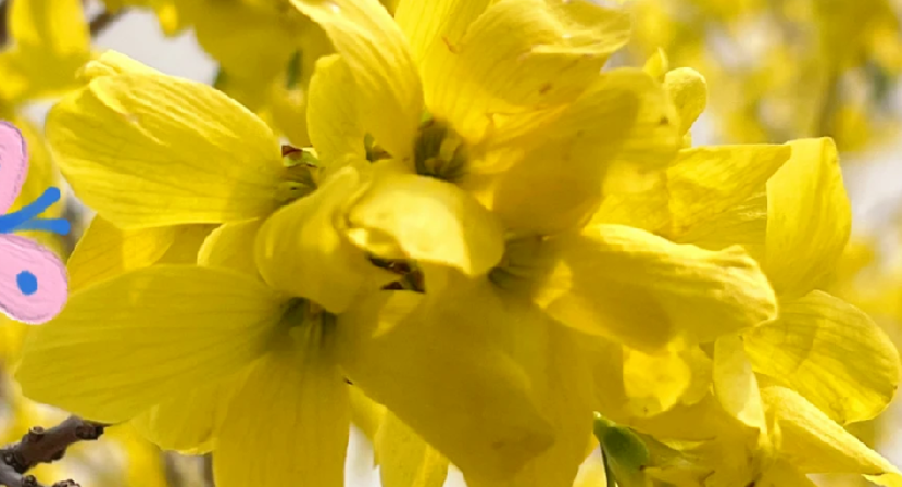 黄、粉、白……花朵的颜色究竟是怎么来的？