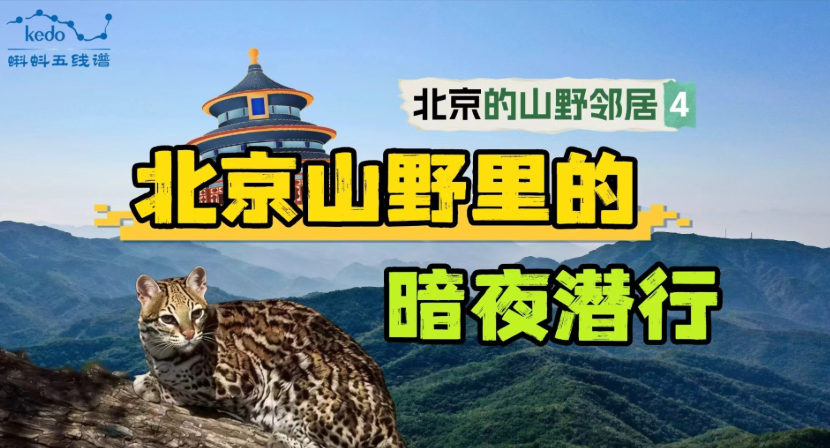 北京山区里真有“豹”？红外相机悄悄拍下了几位“暗夜神秘客”
