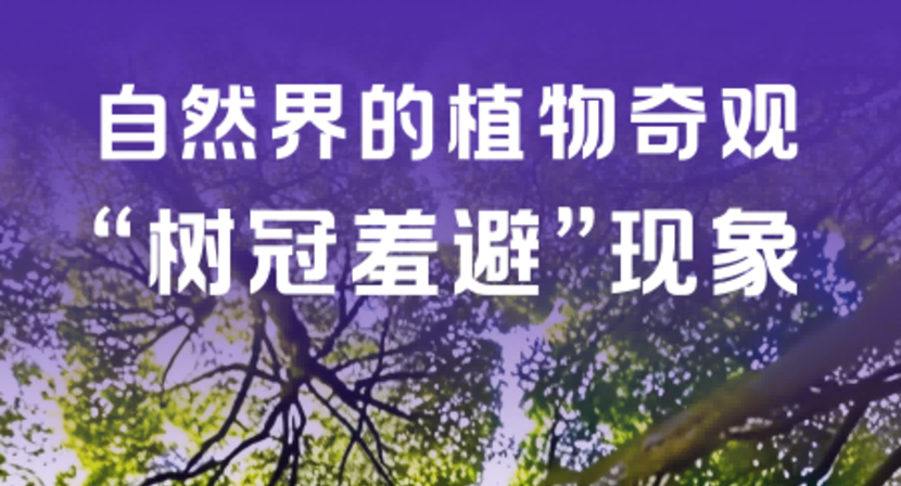自然界也有自己的“边界感”！解读“树冠羞避”现象