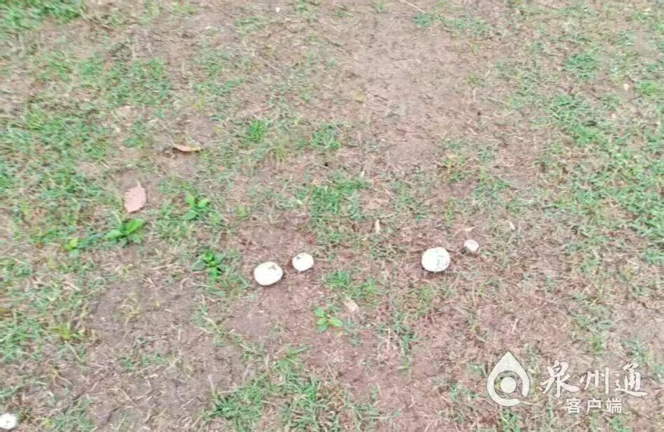  雨后公园冒出大量野生蘑菇，可能是&ldquo;隐形杀手&rdquo;