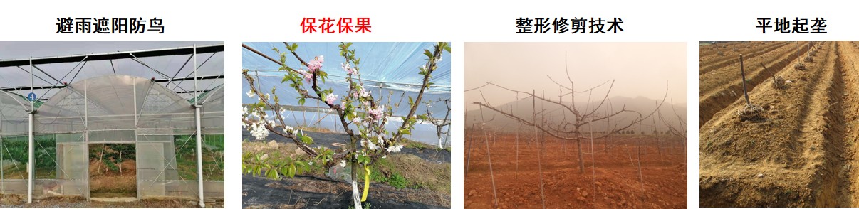  暖湿地区发展甜樱桃如何做？