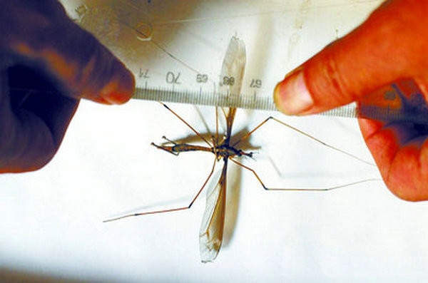 非洲蚊子多大图片