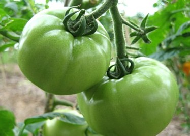 吃了没成熟的青番茄真会中毒吗？是真的吗？ 