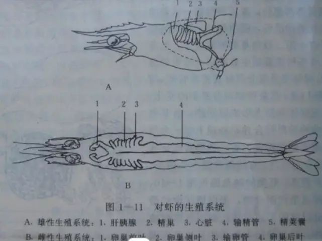 黑壳虾怀孕示意图图片