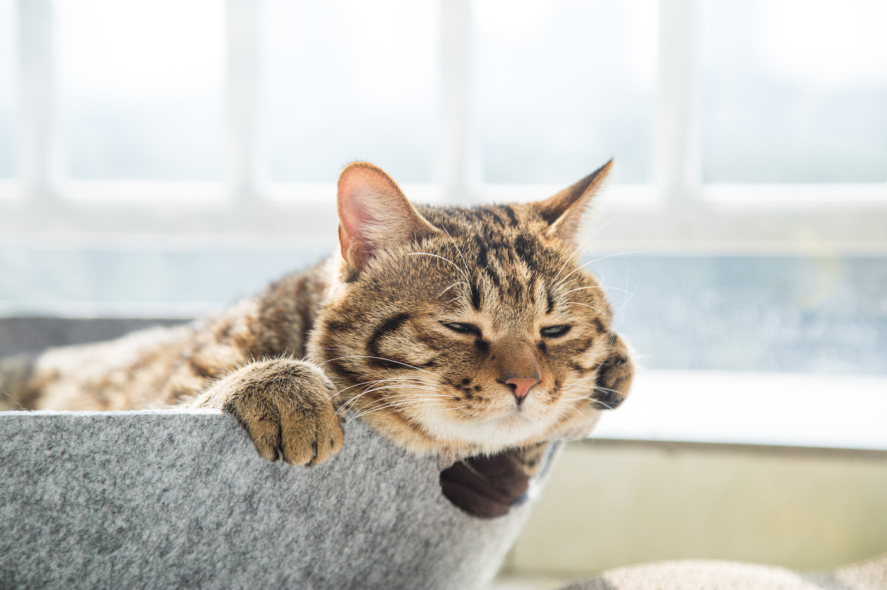 1572231342%E5%9B%BE%E8%99%AB%E5%88%9B%E6%84%8F-671036920065294341.jpg?size=249922