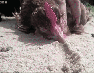 15746519421.gif?size=2435145