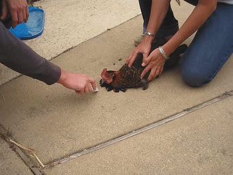 15746519594.gif?size=1073595