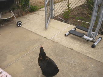 15746519757.gif?size=905943