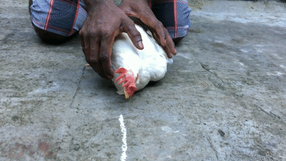 15746522769.gif?size=2336028