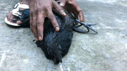 157465226910.gif?size=2386493